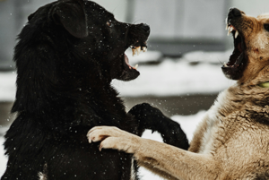 Организаторы собачьих боев в открытую хвастаются своим хобби